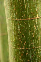 Acer oliverianum syn serrulatum - Sir Harold Hillier Gardens, Ampfield, Romsey, Hants, Royaume-Uni
