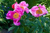 Paeonia lactiflora 'Pink Princess'