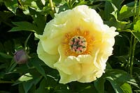 Paeonia 'Garden Treasure'