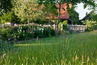 Pivoines poussant le long d'une clôture en bois et d'un pré dans un jardin rural. Iris sibirica, Paeonia et Viburnum