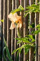 Iris poussant à travers une clôture en bois