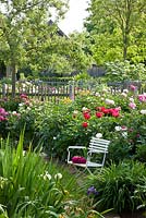 Chaise de jardin en bois blanc en face de parterres de fleurs de pivoine, Cornus kousa, Malus et Robinia