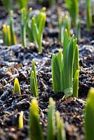 Les pousses de Narcisse émergentes poussent à travers le sol gelé