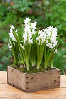Hyacinthus 'L ' innocence' dans une boîte en bois