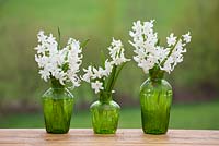 Jacinthes blanches dans des vases verts