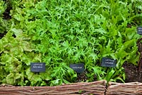 Feuilles de salade poussant en rangées à Perch Hill - Moutarde 'Red Frills', Laitue 'Can Can', Moutarde 'Red Giant' et Mibuna