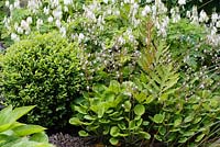 Onoclea sensibilis, boule de Buxus coupée, Saxifraga, Dicentra 'Langtrees' et Leptinella squalida 'Platt's Black' en mai