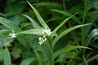Smilacina stellata - Phoque étoilé de Salomon en fleur en mai
