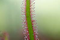 Drosera Capensis - Droseraie du Cap Rouge. Tentacules collants sur les feuilles