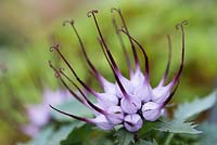 Physoplexis comosa - Fleur de Rampion à cornes touffetées
