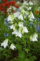 Aquilegia vulgaris 'munstead White' et Amsonia tabernaemontana var. salicifolia