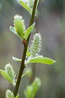 Salix cinerea X hibernica
