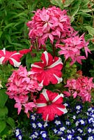 Petunia grandiflora 'Sweetheart', Lobelia 'Superstar' et Pelargonium Pac 'Fireworks Pink'