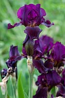 Iris 'Langport Wren'