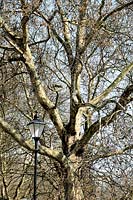 Platanus x hispanica - Platane de Londres dans son habitat urbain classique avec lampadaire orné, Highbury Fields, London Borough of Islington