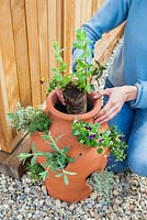 Étape par étape - Planter des herbes et des fleurs dans un pot à herbes - ajouter de la menthe. Pot par Dunne et Hazell