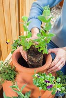 Étape par étape - Planter des herbes et des fleurs dans un pot à herbes - ajouter de la menthe. Pot par Dunne et Hazell
