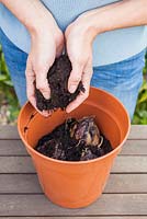 Étape par étape - Planter des bulbes de Lilium regale dans des pots