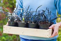 Étape par étape - plantation d'Ophiopogon planiscapus 'Nigrescens' en pot de jardin