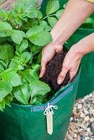 Étape par étape - Ajout de compost dans un sac planté de pommes de terre 'Rooster'