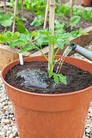 Étape par étape - rempoter la tomate 'Orkado F1' en ajoutant un support de plante de bambou