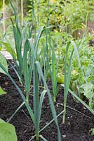 Étape par étape - Cultiver des poireaux 'Musselburgh' dans une bordure de légumes surélevée