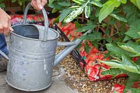Étape par étape - Cultiver des tomates 'Orkado F1' dans des sacs de culture, nourrir les plantes