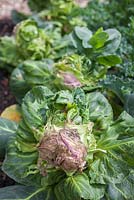 Étape par étape - Suppression des choux malades et endommagés de la bordure de légumes surélevée