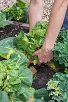 Étape par étape - Suppression des choux malades et endommagés de la bordure de légumes surélevée