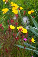 Oenothera tetragona, Dianthus carthusianorum et Geum triflorum dans la prairie pérenne prairie conçue par le professeur James Hitchmough à RHS Gardens Wisley