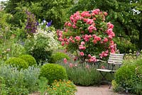 Chaise de jardin à côté de l'arbuste rose et lavande. Rosa 'Rosarium Uetersen', Buxus, Calendula officinalis, Clematis, Clematis_recta, Lavandula angustifolia et Nigella damascena