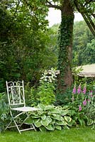 Une chaise de jardin en métal blanc à côté de Rosa 'Bobby James', Campanula latifolia var.macrantha, Digitalis purpurea, Hedera helix, Helleborus foetidus, Hortensia et Hosta