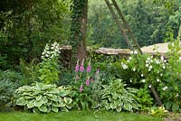 Échelle en bois sur poirier avec plantation de Rosa 'Bobby James', Poire 'Gaishirtle', Campanula latifolia var.macrantha, Digitalis purpurea, Hedera helix et Hosta