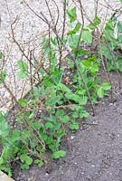 Pisum sativum 'Kelvedon Wonder' - Pois en parterre de fleurs surélevé soutenu par des rameaux