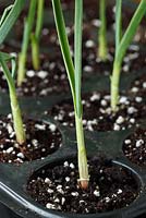 Allium sativum 'Casablanca' Les plants d'ail ont commencé tôt dans le bac multicellulaire