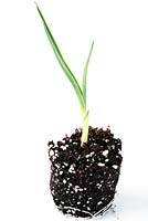 Allium sativum 'Casablanca' Les plants d'ail ont commencé tôt dans le bac multicellulaire. Un retiré montrant des racines prêtes à planter