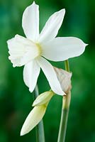 Narcisse 'Thalia '. Jonquille Div 5 Triandrus