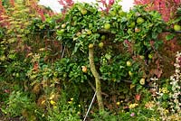 Pomme à cuire 'Peasegood Nonsuch' formée en forme d'espalier dans la cuisine biologique et le jardin de fleurs, entourée d'orachs en fleurs.