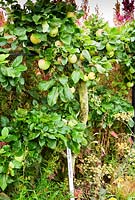 Pomme de cuisine 'Peasegood Nonsuch' formée en forme d'espalier dans la cuisine biologique et le jardin de fleurs, entourée d'orachs en fleurs