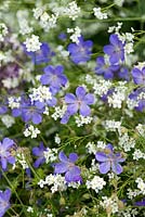 Fleurs de Crambe cordifolia et Géranium 'Johnsons Blue'