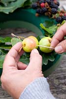 Faire une couronne d'automne à partir de matériaux naturels fourragers - placer Malus sylvestris - pommes sauvages