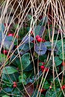 Gaulteria procumbens 'Winter Pearls' aux fruits rouges et Carex 'Milk Chocolate' - Wintergreen, Checkerberry, boxberry, Eastern teaberry, Sedge