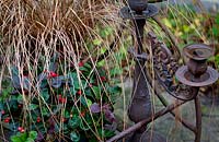 Gaulteria procumbens 'Winter Pearls' aux fruits rouges et Carex 'Milk Chocolate' - Wintergreen, Checkerberry, Boxberry, Eastern teaberry, Sedge