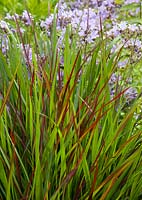 Panicum virgatum 'Rotstrahlbusch' et en arrière-plan Campanula lactiflora 'Prichard's Variety' - Red Switch Grass et Milky Bellflower
