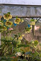 Le polytunnel à Hazels Cross Farm où M. Byford détient sa collection nationale d'hellébores. En premier plan, l'hellébore hybride jaune-abricot avec de grosses taches rouges. Chaque fleur a été pollinisée croisée avec différentes variétés et chaque étiquette bleue porte l'histoire de la pollinisation croisée.