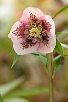 Helleborus x hybridus, semi-double rose clair, sépales intérieurs et extérieurs tachetés - Hazel Cross Farm
