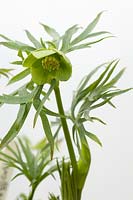 Helleborus abruzzicus d'Italie. Mike Byford a une variété d'hellébores sauvages dans sa collection nationale et à vendre - Hazel Cross Farm