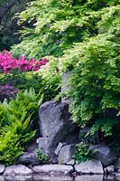 Acer, fougères et azalées poussant près des rochers - Jardin japonais à Wroclaw