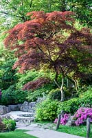 Acer palmatum dans le jardin de Kyoto