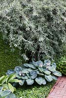 Parterre de feuillage gris avec Hosta et Pyrus salicifolia